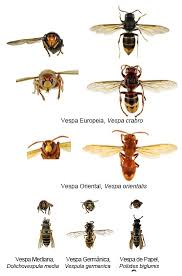 As rainhas medem 30 mm de comprimento, os machos cerca de 24 mm e as obreiras cerca de 20 mm.; Dgav Actualiza Plano De Accao Para A Vigilancia E Controlo Da Vespa Velutina Agricultura E Mar Actual