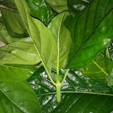 Maybe you would like to learn more about one of these? Daun Mengkudu 10 Lembar Daun Herbal Alami Tanpa Pestisida Shopee Indonesia