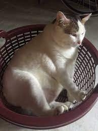 Berikut cara membuat makanan penggemuk kucing murah. Cara Gemukkan Kucing Home Facebook