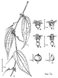 Image result for Zehneria