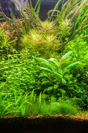 Image result for Lysimachia djalonis