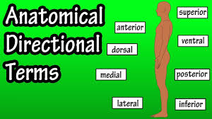 Anatomical Position And Directional Terms Anatomical Terms Directional Terms Anatomy Youtube