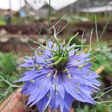 Maybe you would like to learn more about one of these? As Sementes Desta Linda Flor Me Hidroponia Rosa De Saron Facebook