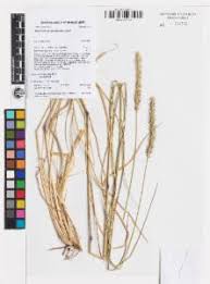 Image result for Setaria incrassata