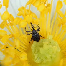 Image result for květopas jahodníkový