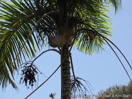 Image result for Gaussia maya