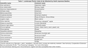 Japanese Beetles In The Urban Landscape Entomology