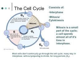 Eukaryotic (animal) cells, and prokaryotic (plant) cells. The Cell Cycle And Mitosis Ppt Video Online Download