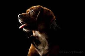 Pet Photographer Perth Cooper Studio Pet Photographer Dog Portraits Animal Photoshoot