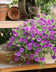 Image result for calibrachoa million bells