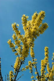 Companion Plants For Forsythia In The Landscape Forsythia Bush Plants Garden Vines