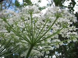 Image result for Campylospermum hiernii