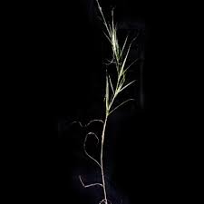 Image result for Eulalia polyneura