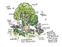 Fruit trees, nightshades (potatoes, carrots, capiscum peppers, tomatoes, strawberries, and other vine. How To Grow A Permaculture Food Forest