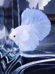 Details About Live Betta Fish Male Thai Import Juvenile Platnium Dumbo Rosetail Halfmoon 186 Betta Fish Betta Fish