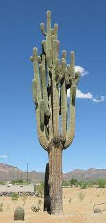 Because of some of the considerations, we point out below, cacti and succulent care indoors is actually while most succulents are relatively inexpensive, cactus such as the giant saguaro, which are found only in the sonoran desert of arizona, most of. Giant Saguaro Cactus Cactus Plants Saguaro Cactus