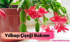 Saksı çiçekler için yuva niteliği taşımaktadır. Yilbasi Cicegi Bakimi Yetistirilmesi Sulanmasi Toprak Ve Isik Istegi