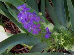 Image result for Melinis ambigua