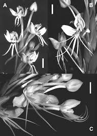 Image result for Platycoryne affinis