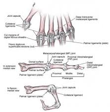 Diagram of contraction of skeletal muscle. Metacarpophalangeal And Interphalangeal Ligament Anatomy Overview Gross Anatomy Microscopic Anatomy