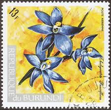 Image result for Triceratorhynchus viridiflorus