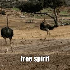 Bird Of Paradise Mating Dance Gif Https Encrypted Tbn0 Gstatic Com Images Q Tbn 3aand9gcsrvkkz7d Mcdjyt Jvkna9uz3 Mnnknxuxza Usqp Cau
