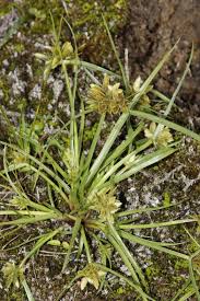 Image result for Pycreus chrysanthus