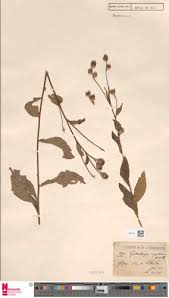 Image result for Launaea rogersii