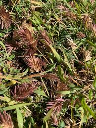 Image result for Eragrostis patens