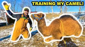 How do i enable streams when debug logging messages in camel? Training My Pet Camel For The First Time Bad Idea Youtube