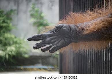 10,155 Monkey Arm Royalty-Free Images, Stock Photos & Pictures | Shutterstock