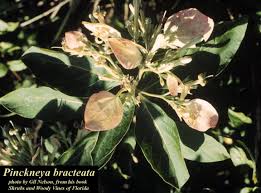Image result for Brachystegia bakeriana