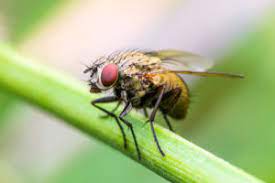 How Long Do Flies Live Griffin Pest Solutions