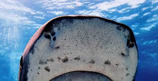 Start studying ampullae of lorenzini. Top 10 Fun Facts About Tiger Sharks Cool And Interesting Facts For Kids Fun Facts About Tigers Tiger Facts Shark Facts