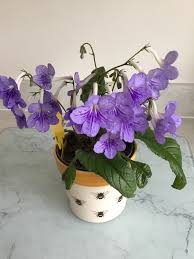 Image result for Streptocarpus erubescens