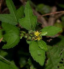 Image result for Triumfetta pentandra