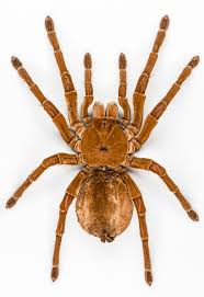 They don't seem to scare easily but the fact that they can jump does tend to scare many people. Goliath Birdeater Wikipedia