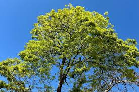 Urussanga registra a maior temperatura de Santa Catarina nesta quinta-feira