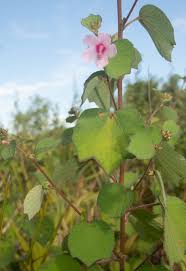 Image result for Urena