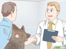 Dog hair loss is typically an obvious condition and can occur at any age, in any breed, and anywhere on the body. How To Grow Dog Hair Back 10 Steps With Pictures Wikihow Pet