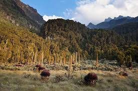 Image result for Carex bequaertii