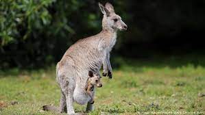 Australia Matando Canguros Para Exportar Comida Para Mascotas Ecologia Dw 18 12 2019
