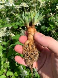 Image result for Nananthus