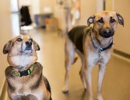 We did not find results for: Arkansas Veterinary Emergency Specialists In Little Rock Open 24 7