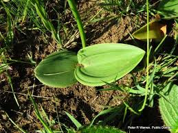 Image result for Eriospermum mackenii