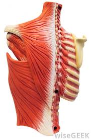 Rib cage anatomy posterior / 8. What Is The Intercostal Space With Pictures