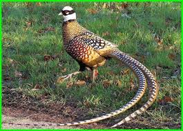 Jenis Ayam Pheasant Gambar Dan Harganya Ayam Tibet Hewan Burung