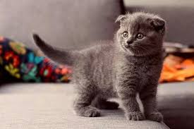 adorable grey scottish fold baby cats scottish fold kittens kitten pictures