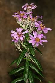 Image result for Athrixia phylicoides