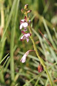 Image result for Eulophia hians